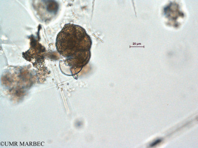 phyto/Scattered_Islands/all/COMMA April 2011/Foraminifera spp (ancien Foraminifère 1 -1)(copy)_thumb.jpg